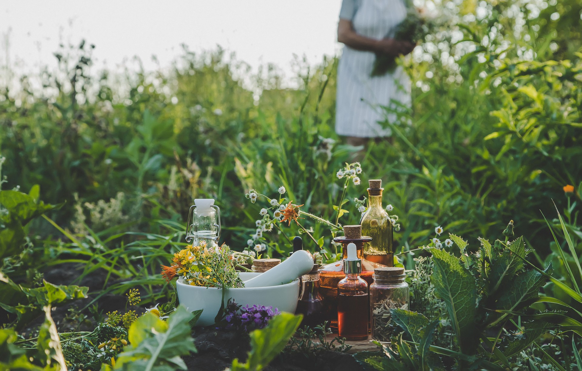 An old woman collects medicinal herbs. Selective focus.
